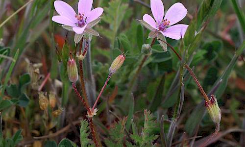 Foto: Stefan Svenaeus