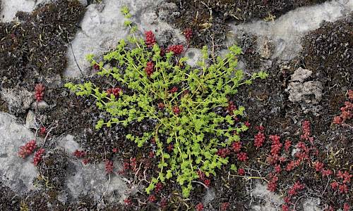 Foto: Stefan Svenaeus
