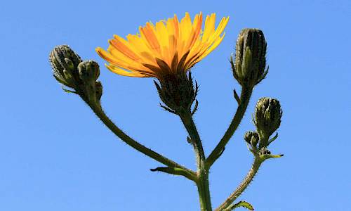 Foto: Stefan Svenaeus
