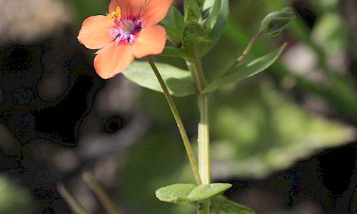 Foto: Stefan Svenaeus