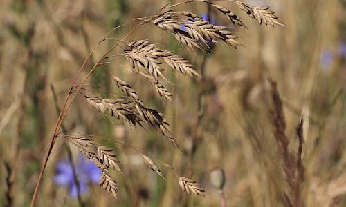 Foto: Stefan Svenaeus