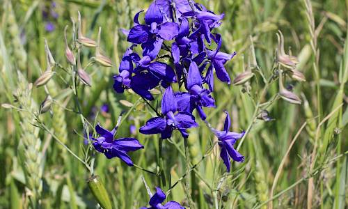 Foto: Stefan Svenaeus