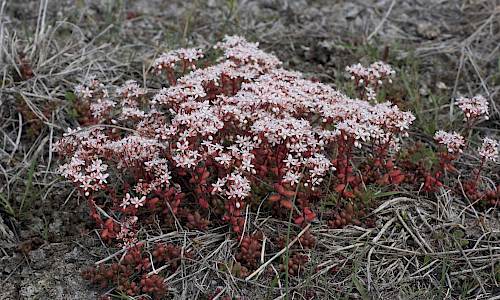 Foto: Stefan Svenaeus