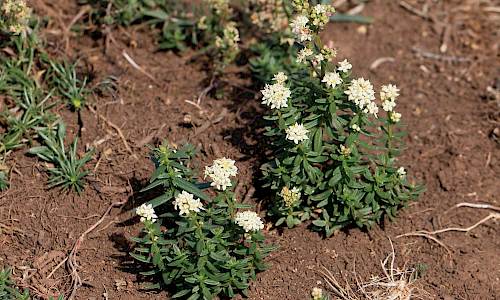 Foto: Stefan Svenaeus