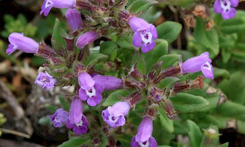 Foto: Stefan Svenaeus