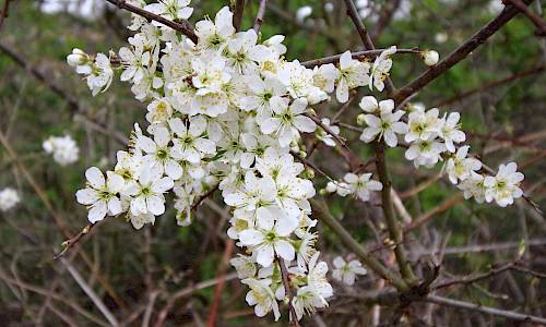 Foto: Stefan Svenaeus