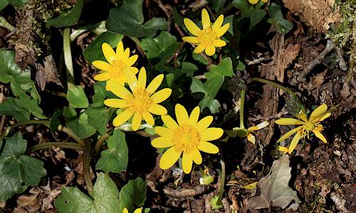 Foto: Stefan Svenaeus