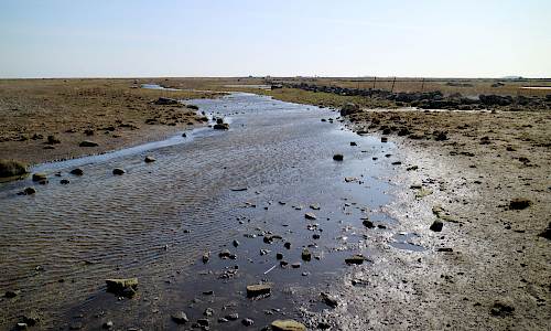Ett av utloppen från bäcken från Torpmossen Foto: Stefan Svenaeus 2021