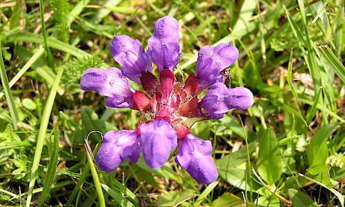 Foto: Stefan Svenaeus