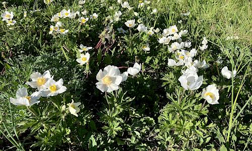 Foto: Stefan Svenaeus