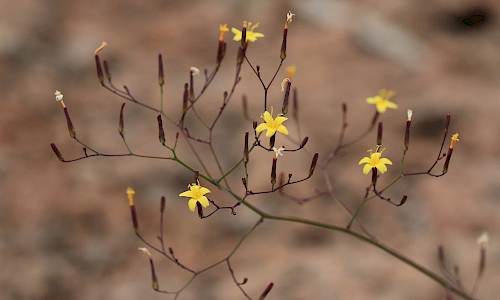 Foto: Stefan Svenaeus