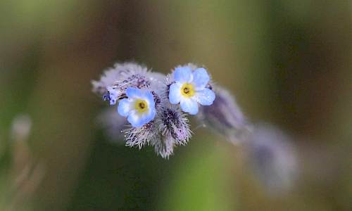 Foto: Stefan Svenaeus