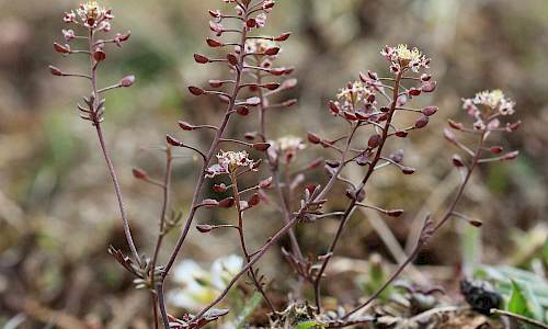 Foto: Stefan Svenaeus