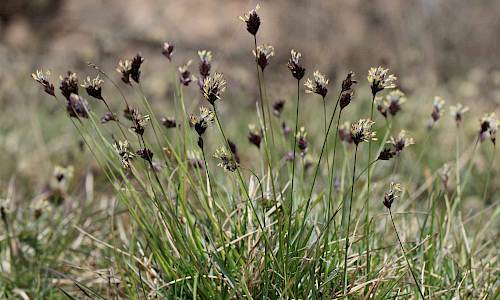 Foto: Stefan Svenaeus