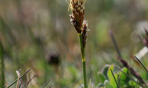Foto: Stefan Svenaeus