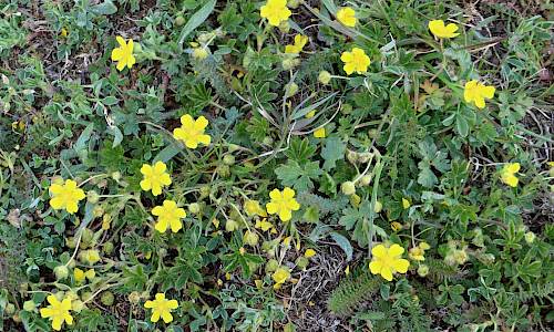 Foto: Stefan Svenaeus