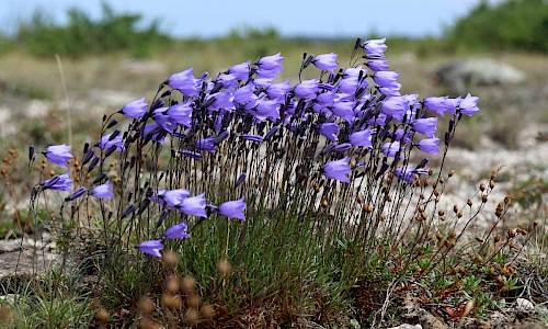 Foto: Stefan Svenaeus