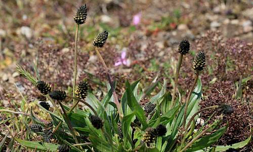 Foto: Stefan Svenaeus