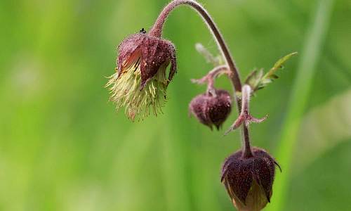 Foto: Stefan Svenaeus