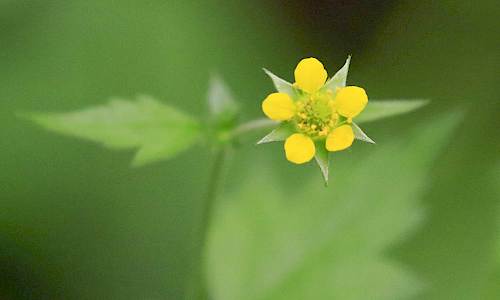 Foto: Stefan Svenaeus