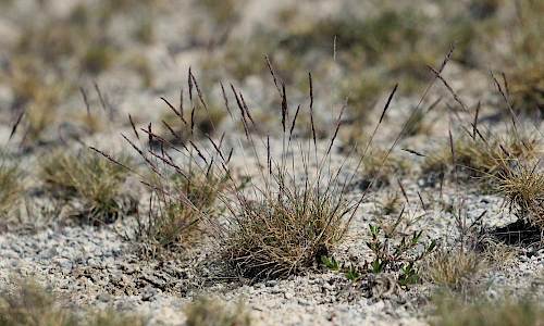 Foto: Stefan Svenaeus