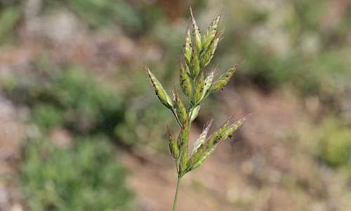 Foto: Stefan Svenaeus