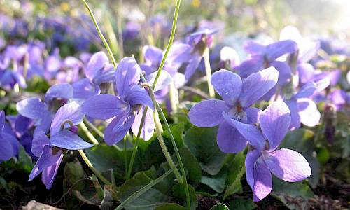 Foto: Stefan Svenaeus