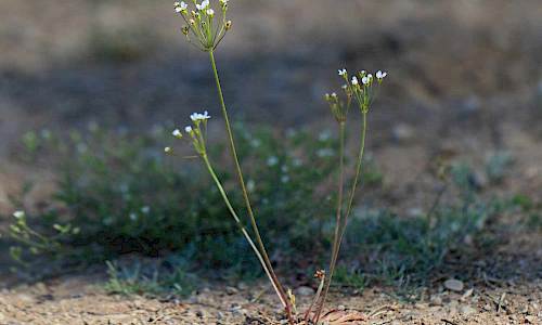 Foto: Stefan Svenaeus