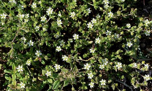 Foto: Stefan Svenaeus