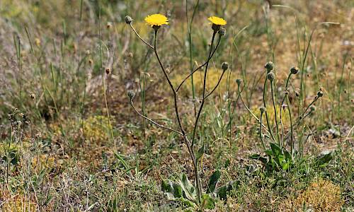 Foto: Stefan Svenaeus