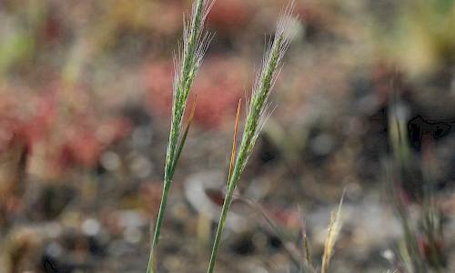 Foto: Stefan Svenaeus