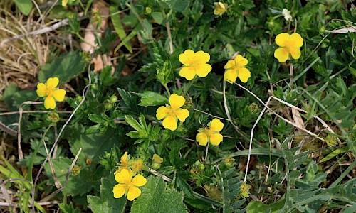 Foto: Stefan Svenaeus