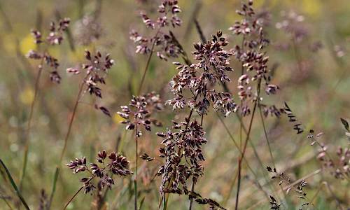 Foto: Stefan Svenaeus