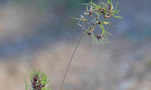 Foto: Stefan Svenaeus