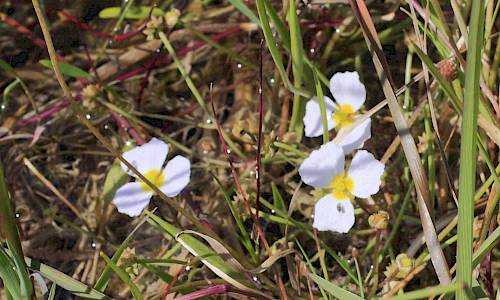 Foto: Stefan Svenaeus