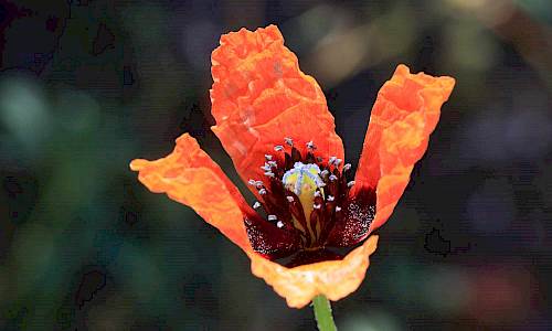 Foto: Stefan Svenaeus