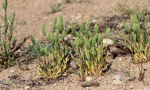 Foto: Stefan Svenaeus