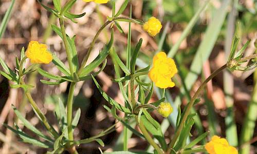 Foto: Stefan Svenaeus