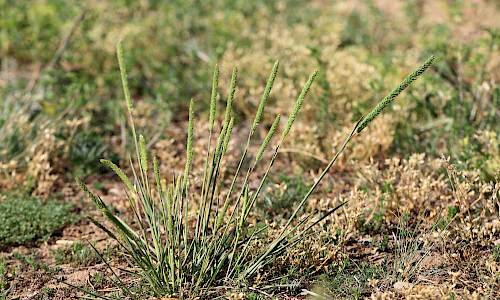 Foto: Stefan Svenaeus