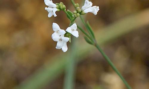 Foto: Stefan Svenaeus