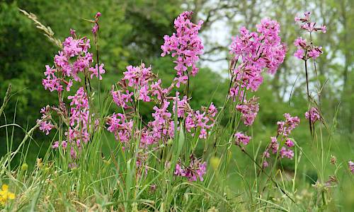 Foto: Stefan Svenaeus
