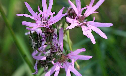 Foto: Stefan Svenaeus