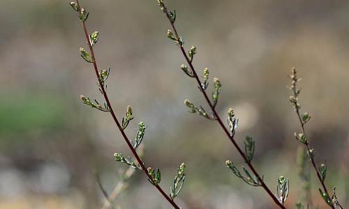 Foto: Stefan Svenaeus