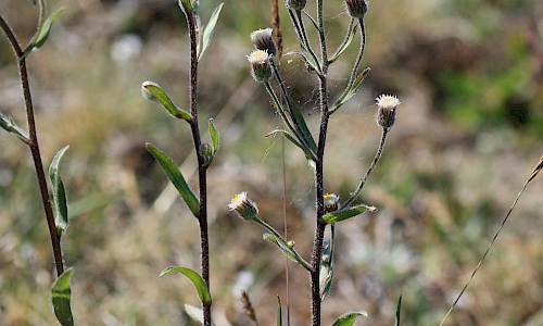 Foto: Stefan Svenaeus