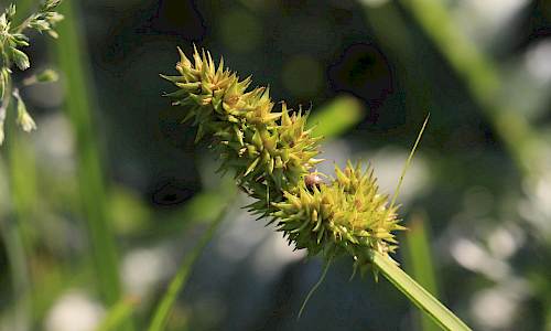Foto: Stefan Svenaeus