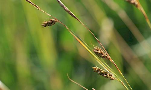 Foto: Stefan Svenaeus