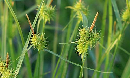 Foto: Stefan Svenaeus