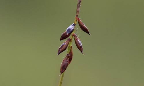 Foto: Stefan Svenaeus