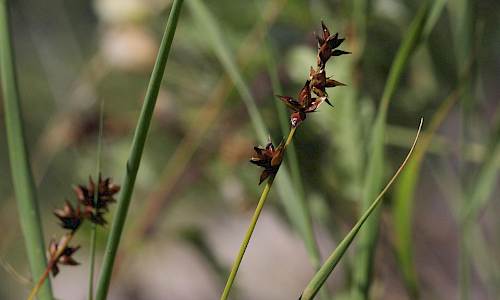 Foto: Stefan Svenaeus