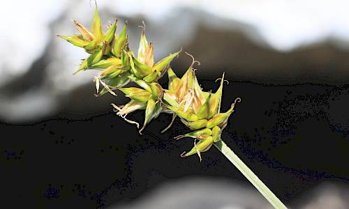 Foto: Stefan Svenaeus